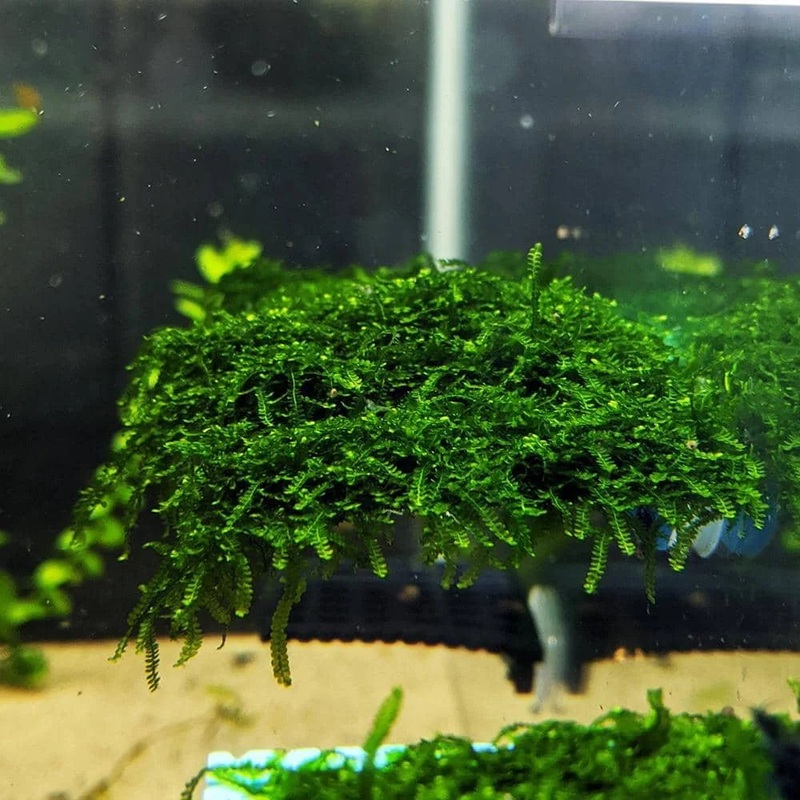 Mini Weeping | Spring Moss
