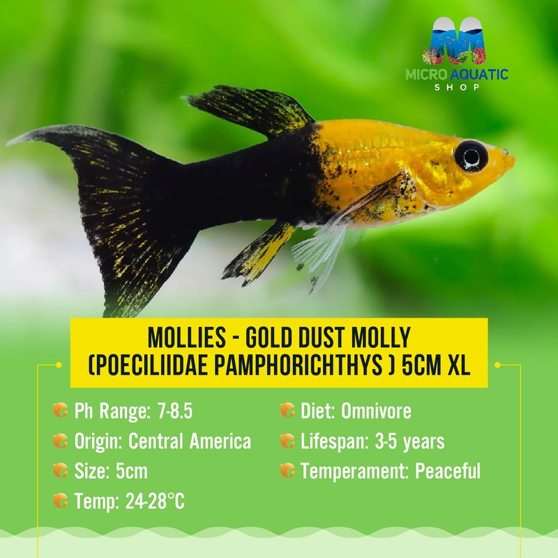 Mollies  Gold Dust Molly (Poeciliidae pamphorichthys ) 4cm