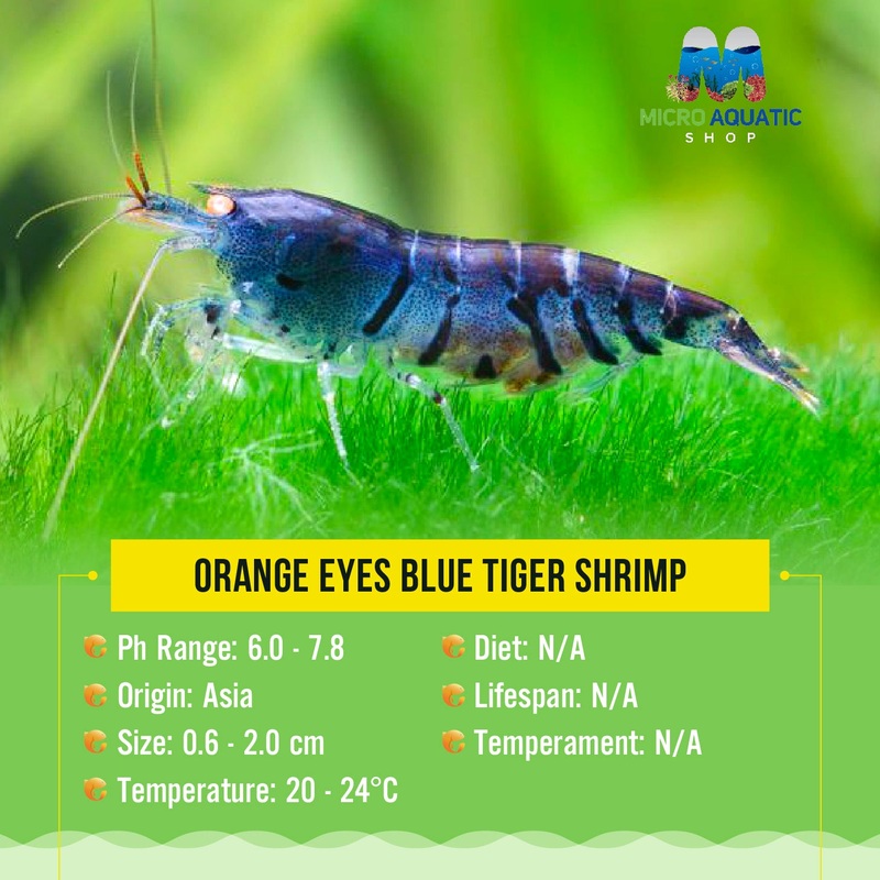 Orange Eyes - Higher Blue Tiger Shrimp