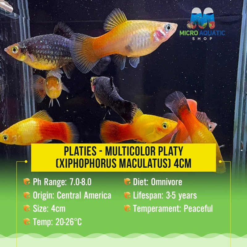 Platies  Multicolor 3cm