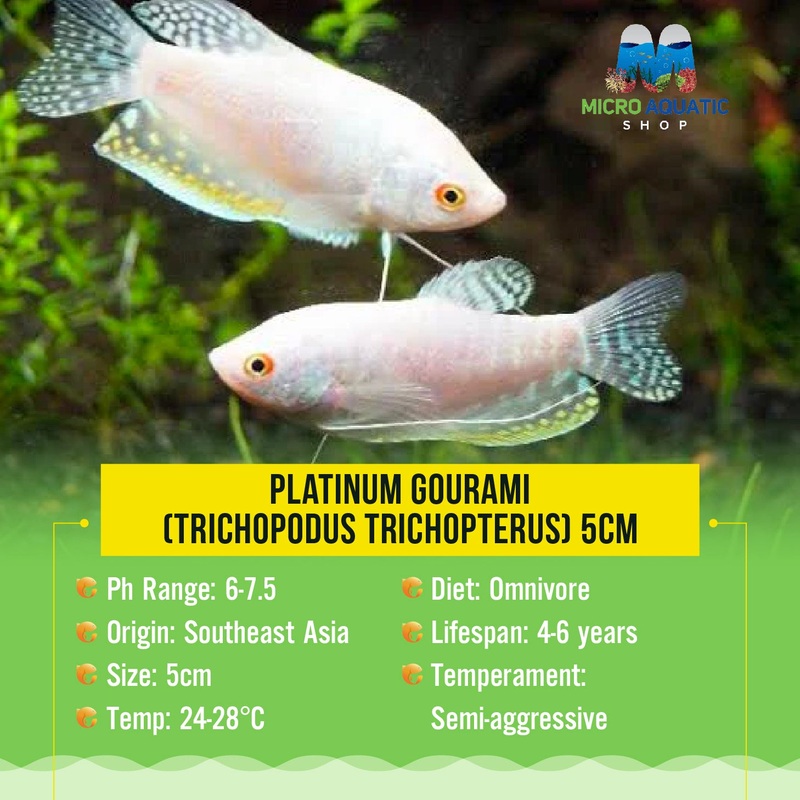 Platinum Gourami (Trichopodus trichopterus) 5cm