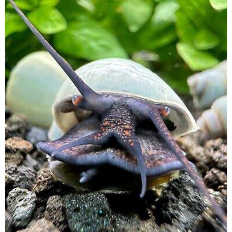 Rare Mystery Snail - Blue