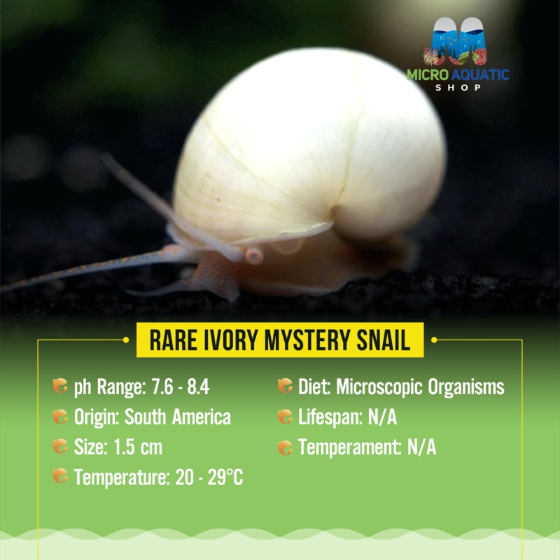 Rare Mystery Snail - Ivory