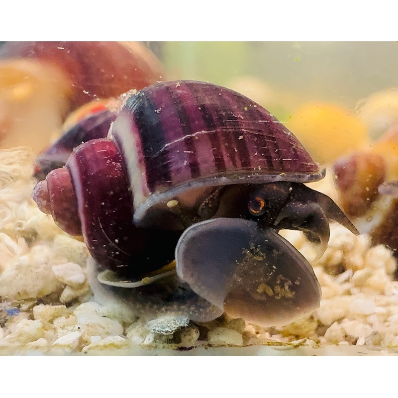 Rare Mystery Snail -Purple