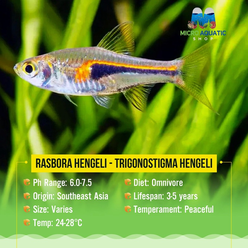 Rasbora Hengeli - Trigonostigma Hengeli