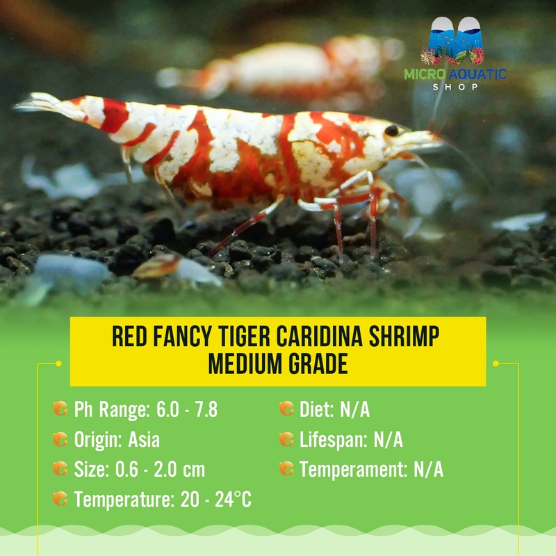 Red Fancy Tiger Caridina Shrimp - Medium Grade