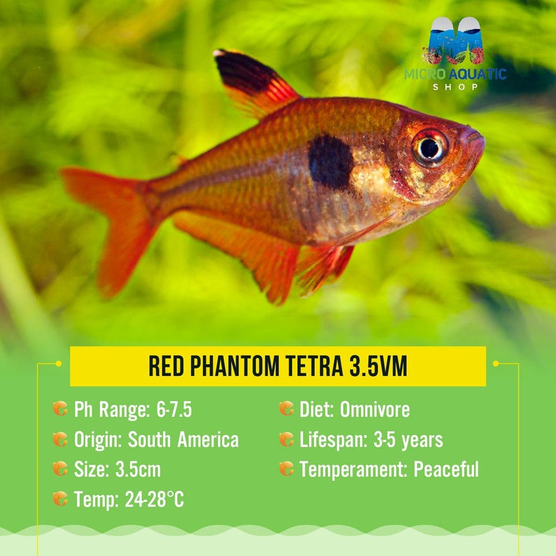 Red Phantom Tetra 3cm Show