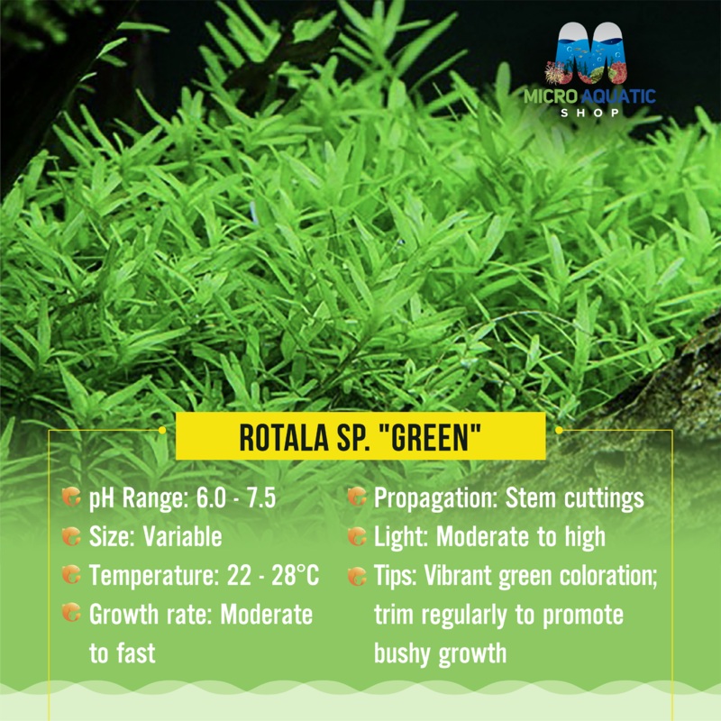Rotala sp. "Green"