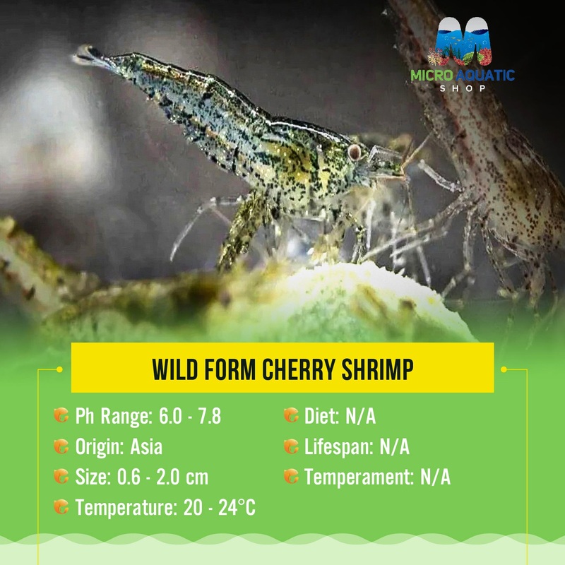 Wild Form Cherry Shrimp