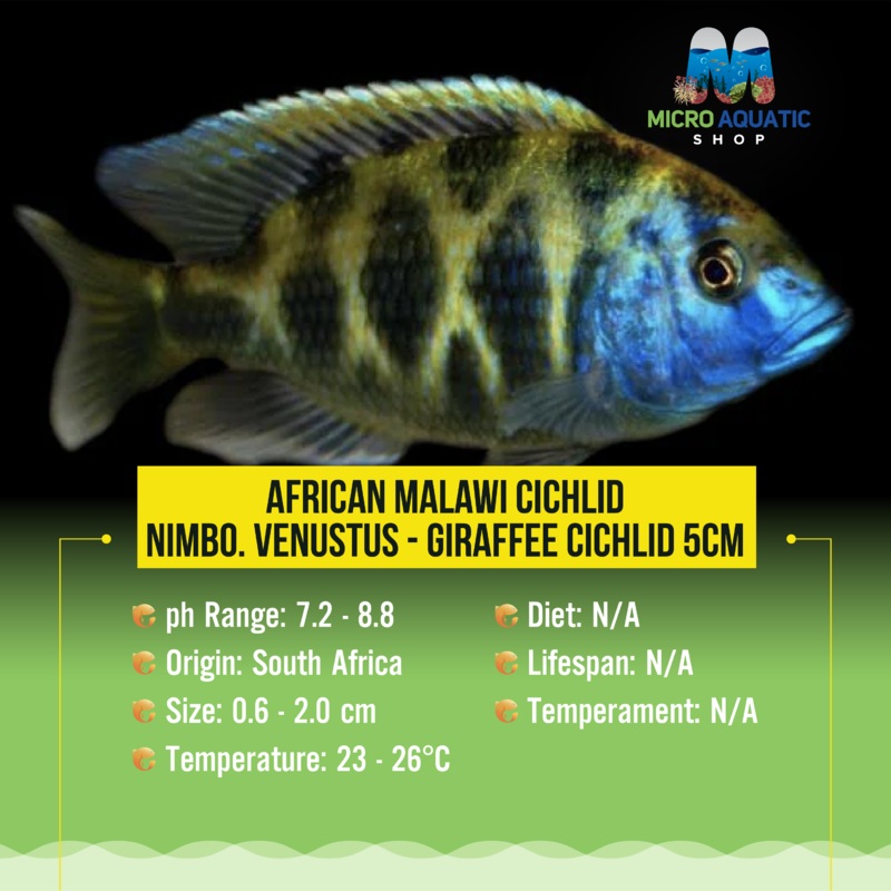 African Malawi Cichlid  Nimbo. Venustus - Giraffee Cichlid 5cm