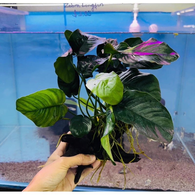 Anubias on Medium Driftwood 20cm