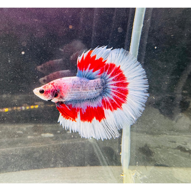 Betta Male - A Grade Half Moon Flamenco
