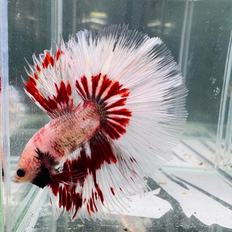 Betta Male - A Grade Half Moon Flamenco 2