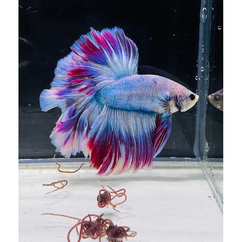 Betta Male - A Grade Half Moon Lavender Butterfly