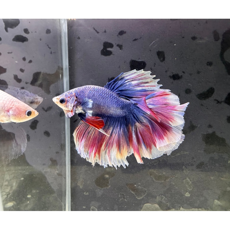 Betta Male - A Grade Half Moon Lavender Butterfly L2
