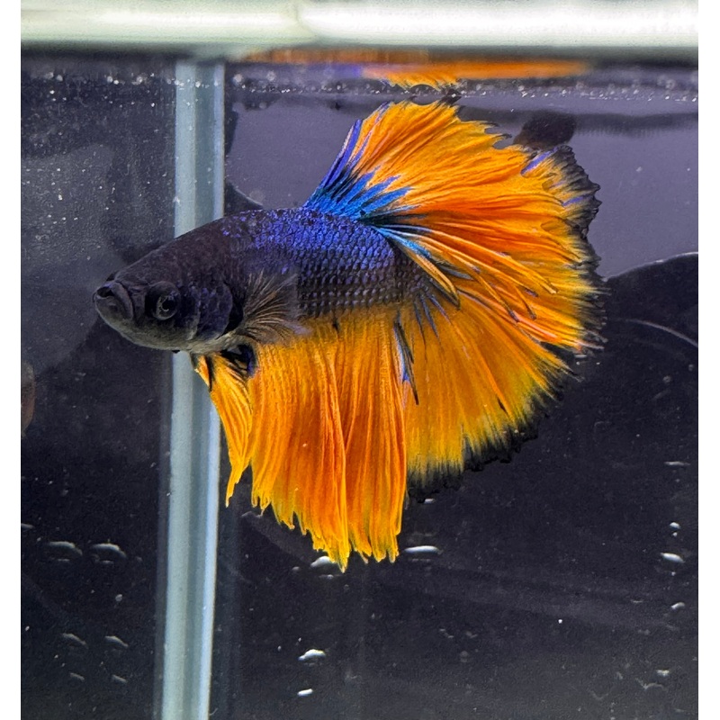Betta Male - A Grade Half Moon Mustard
