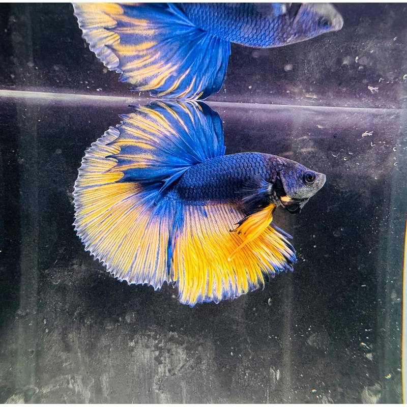 Betta Male - A Grade Half Moon Mustard Show M1