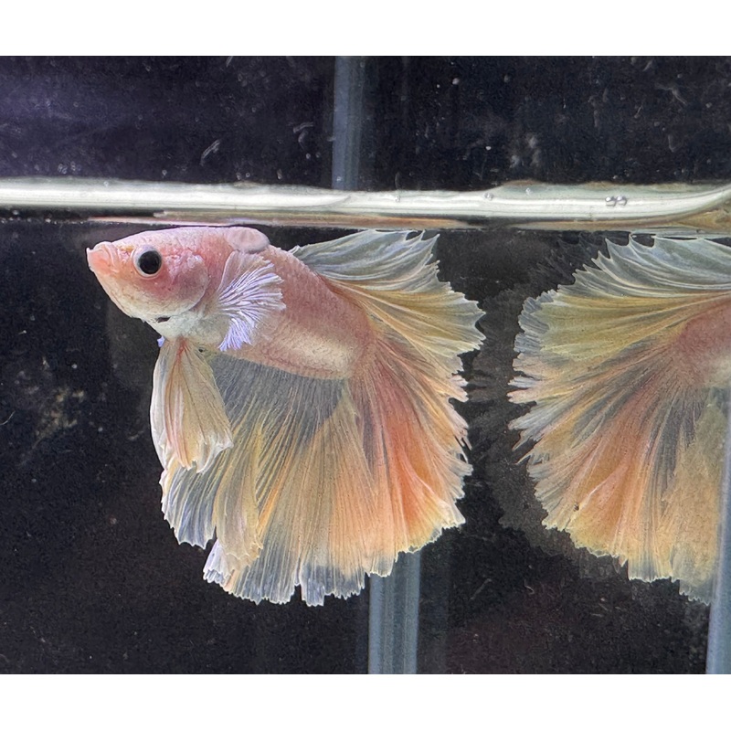 Betta Male - A Grade Half Moon Pearly