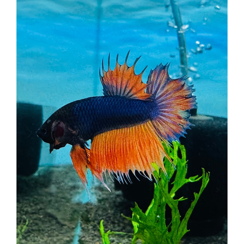 Betta Male - Crowntail Painted Color