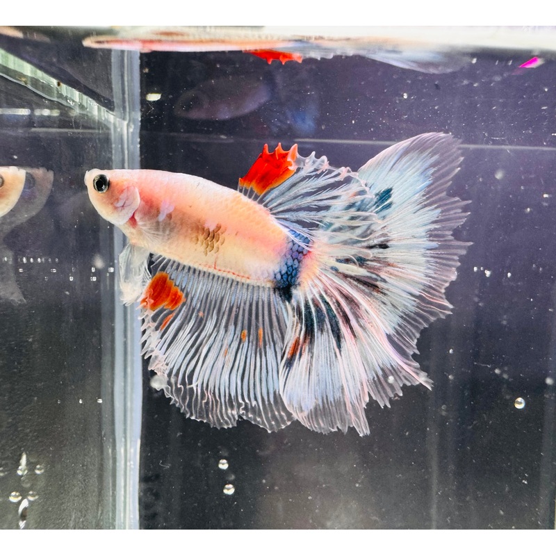 Betta Male - Dark Knight D1