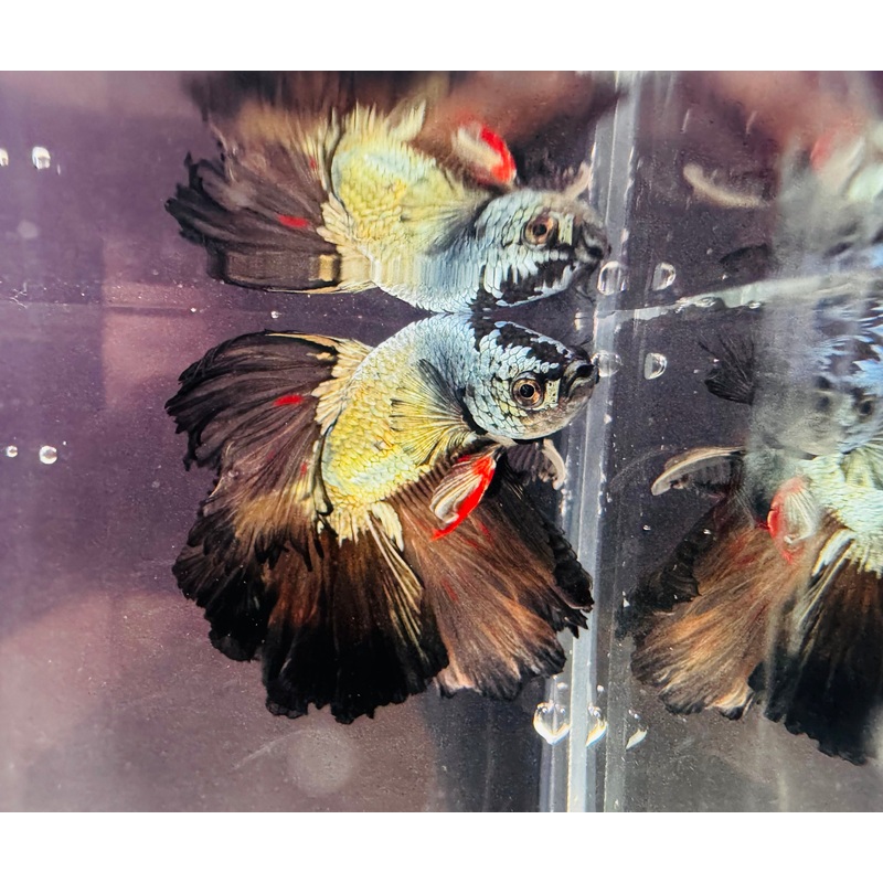 Betta Male - Dark Knight D2