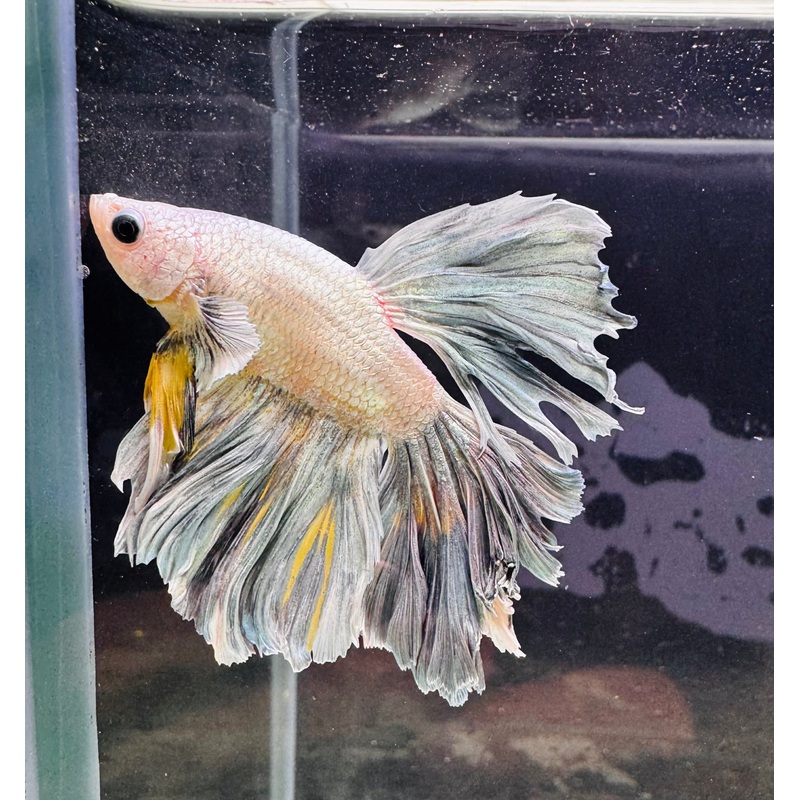Betta Male - Dark Knight D3
