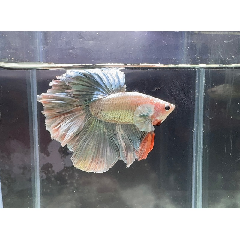 Betta Male - Dark Knight D5