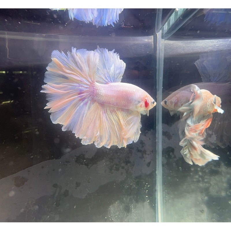 Betta Male - Dark Knight D6
