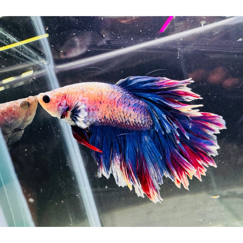 Betta Male - Double Tail Purple