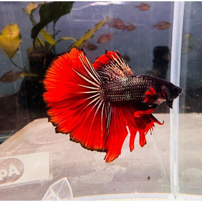 Betta Male - Premium Dark Knight D4