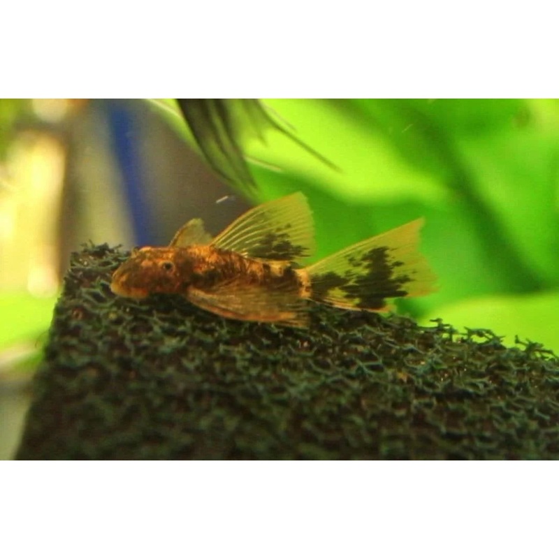 Calico Pleco Shortfin
