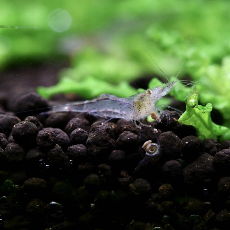 Caridinides wilkinsi 'Calman' - Changing Color Algae Eater Shrimp