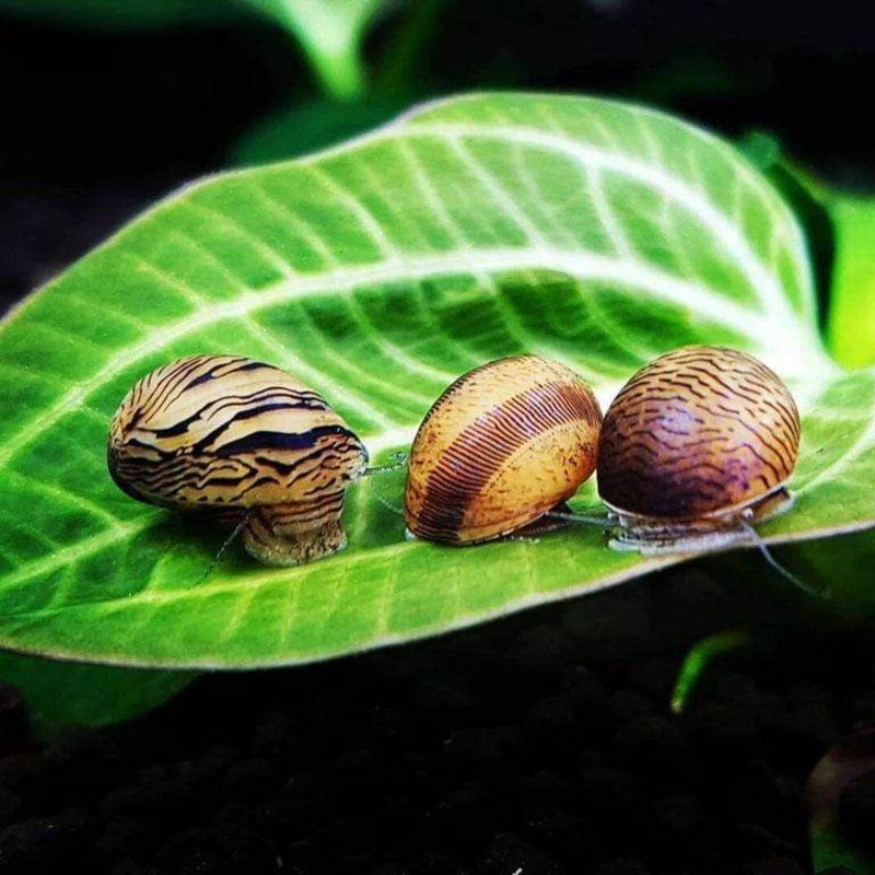 Flash Sale Nerite Snail | Algae Eater for Aquariums