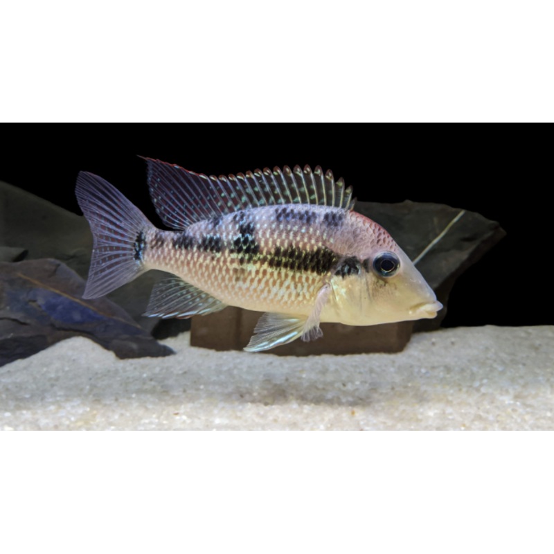 Geophagus Alto Sinu
