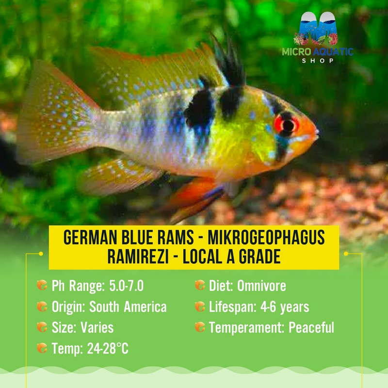 German Blue Rams - Mikrogeophagus ramirezi (A)