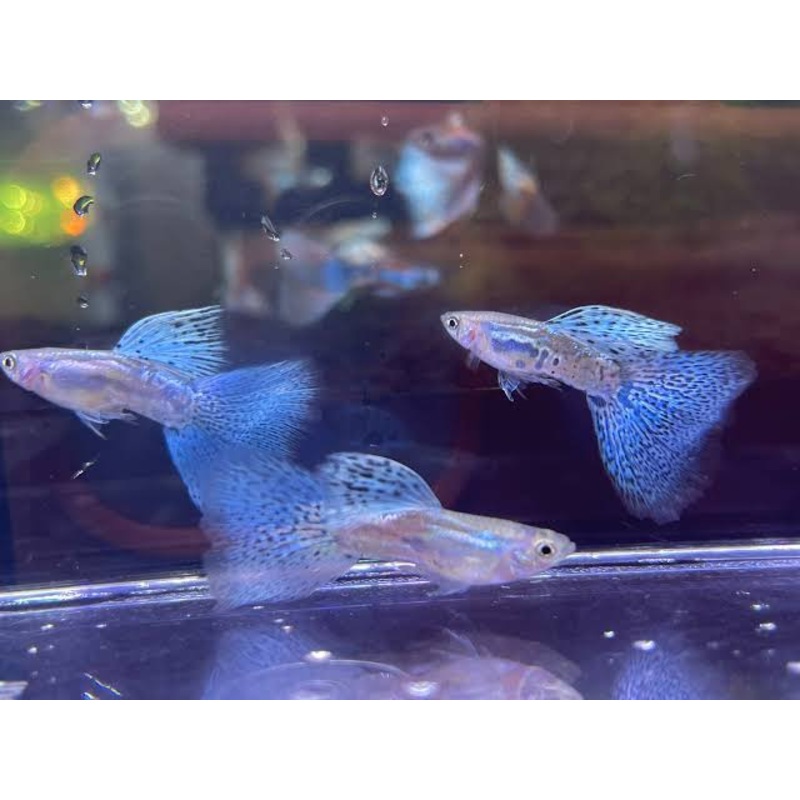 Guppy - Blue Grass Pair