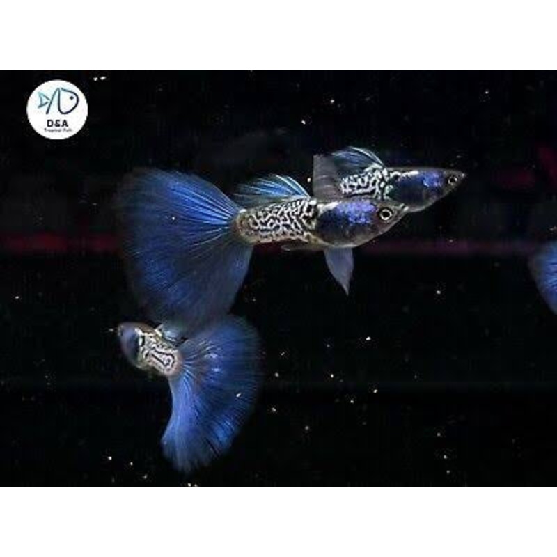 Guppy - Blue Metalic Pair