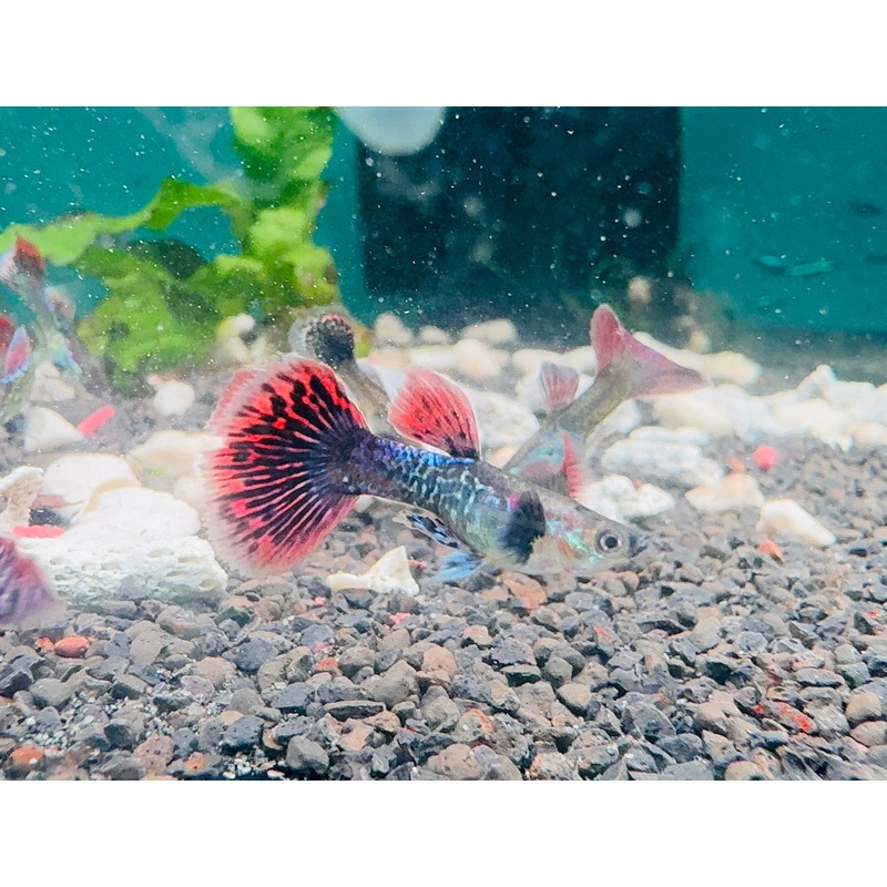 Guppy - Dumbo Dragon