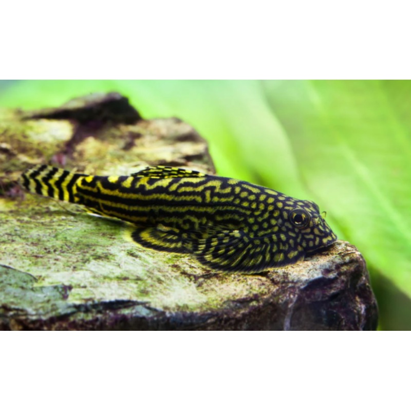 Hillstream Loach