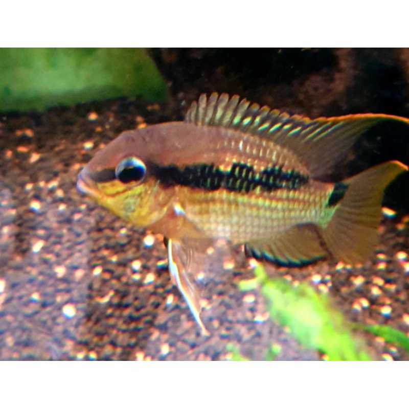 Krobia sp. Oyapok