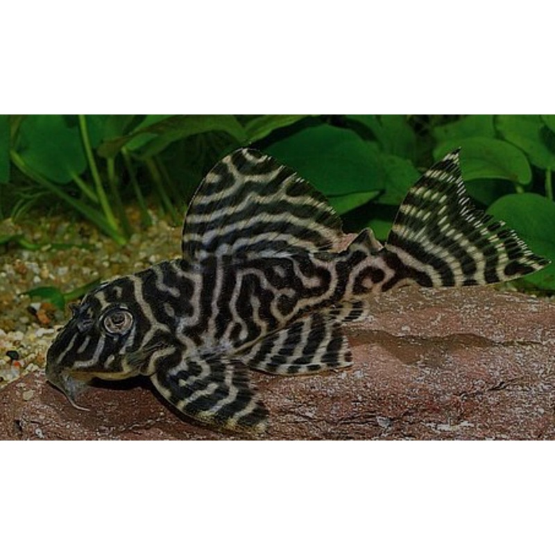 L066 King Tiger Pleco