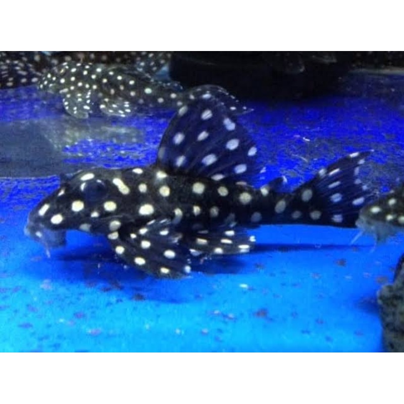 L201 Snowball Pleco