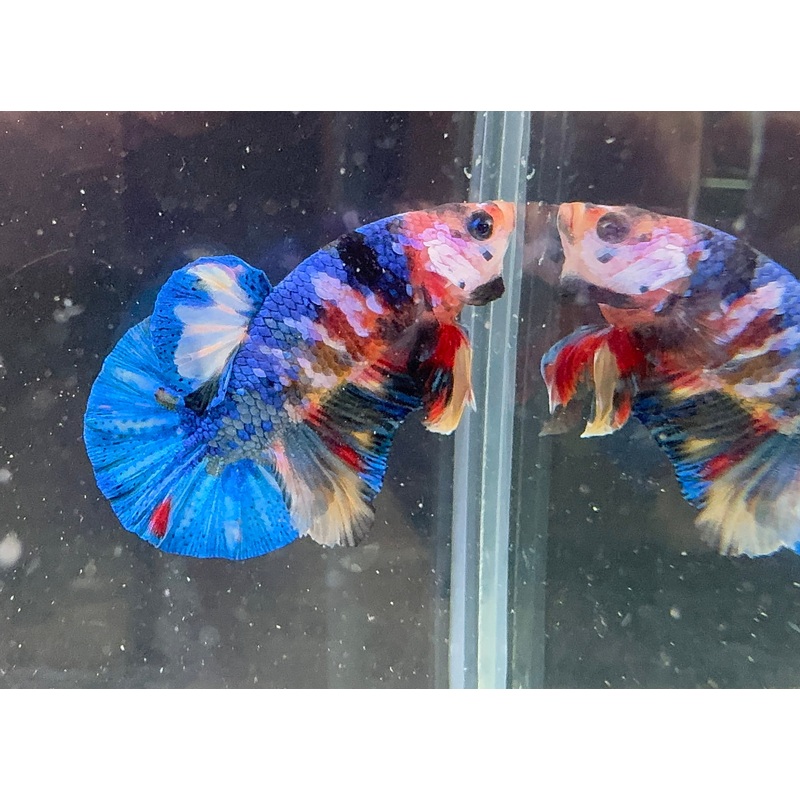 Male Betta-HMPK Nemo N1