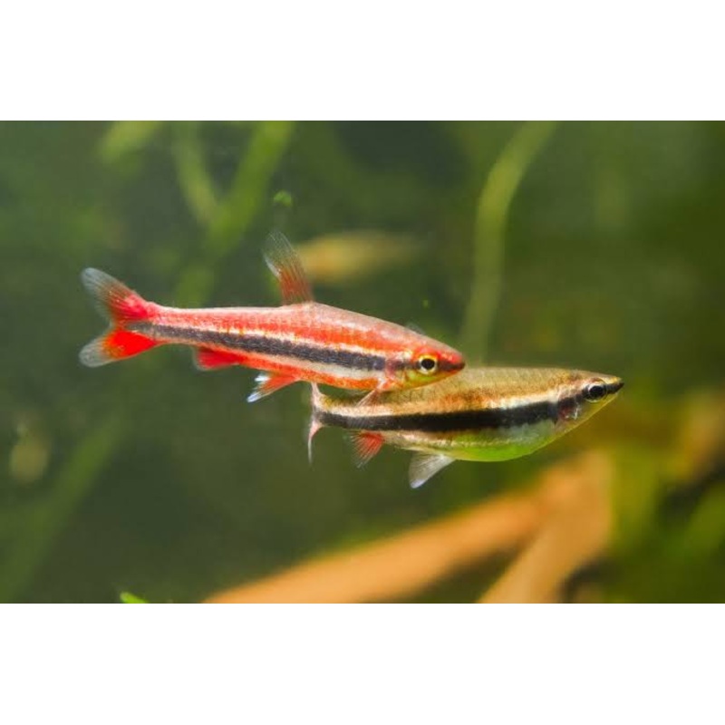 Pencil Fish -Red