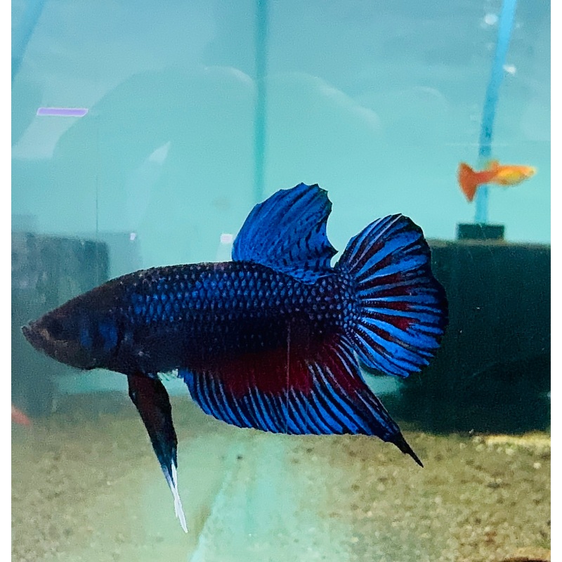Premium Bangan Male Betta A4