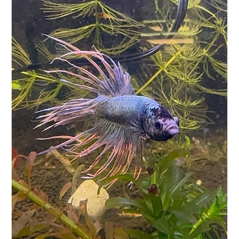 Premium Crown Male Betta A1