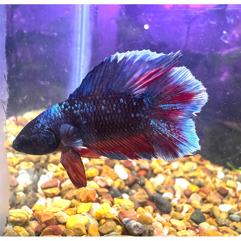 Premium Double Tail Male Betta D1