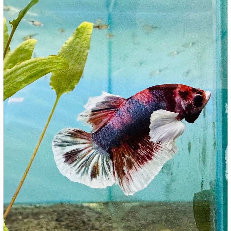 Premium Dumbo Male Betta A3