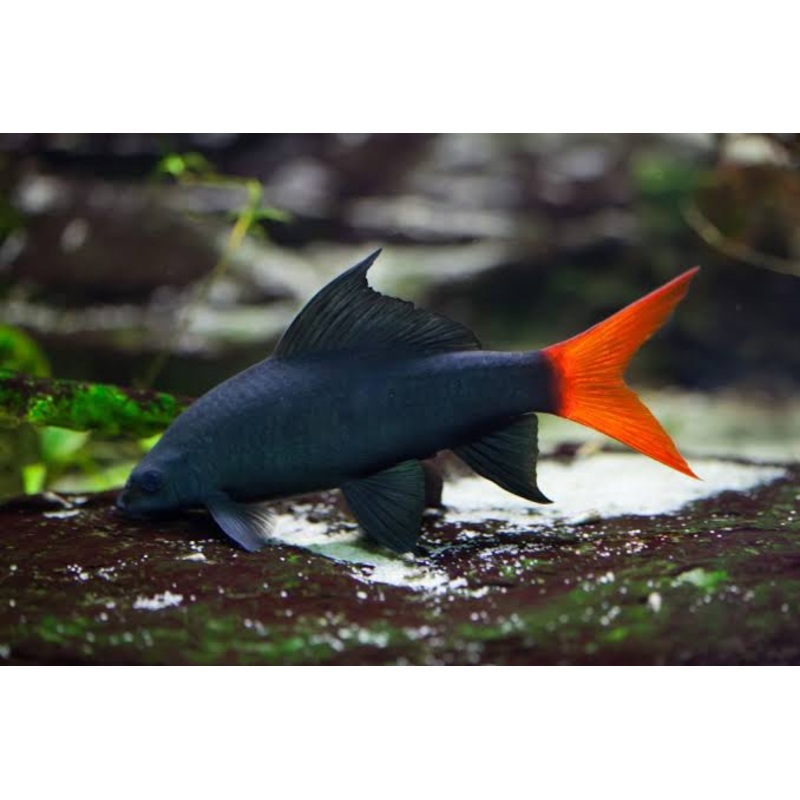 Shark - Red Tail 4-6cm