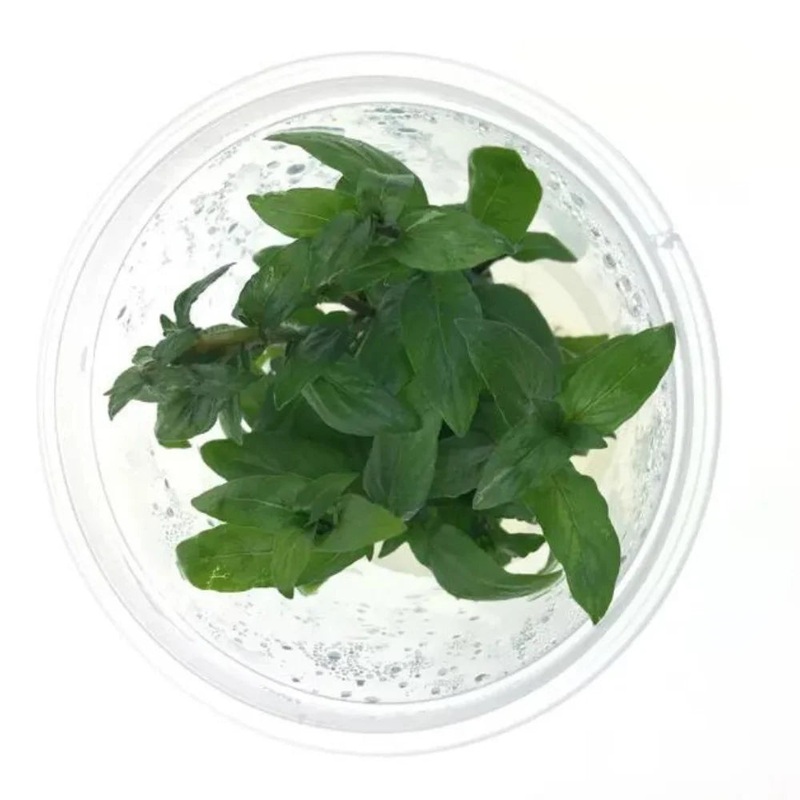 Tissue Culture - Staurogyne Repens